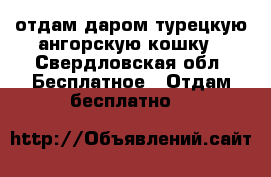 отдам даром турецкую ангорскую кошку - Свердловская обл. Бесплатное » Отдам бесплатно   